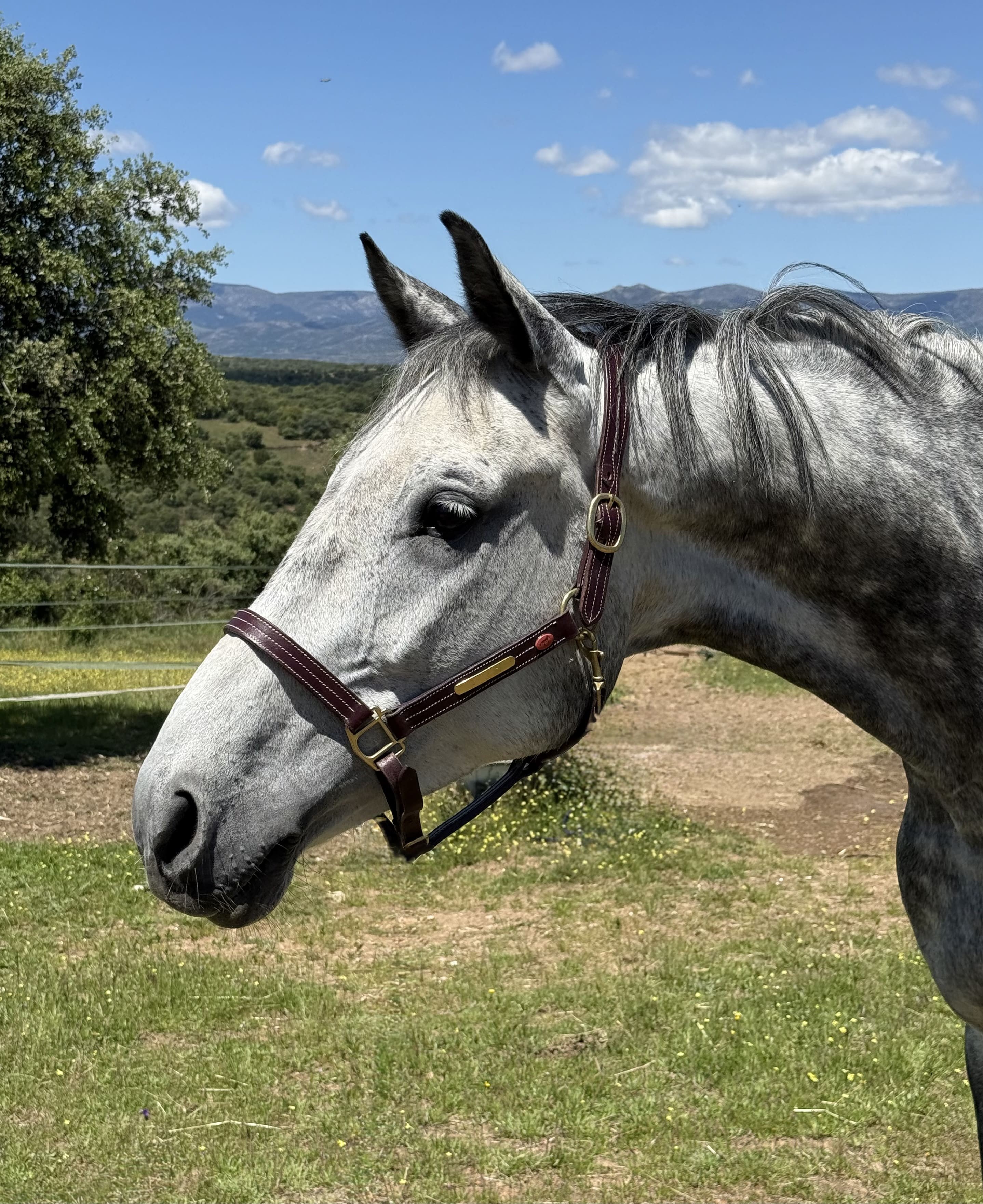 horse